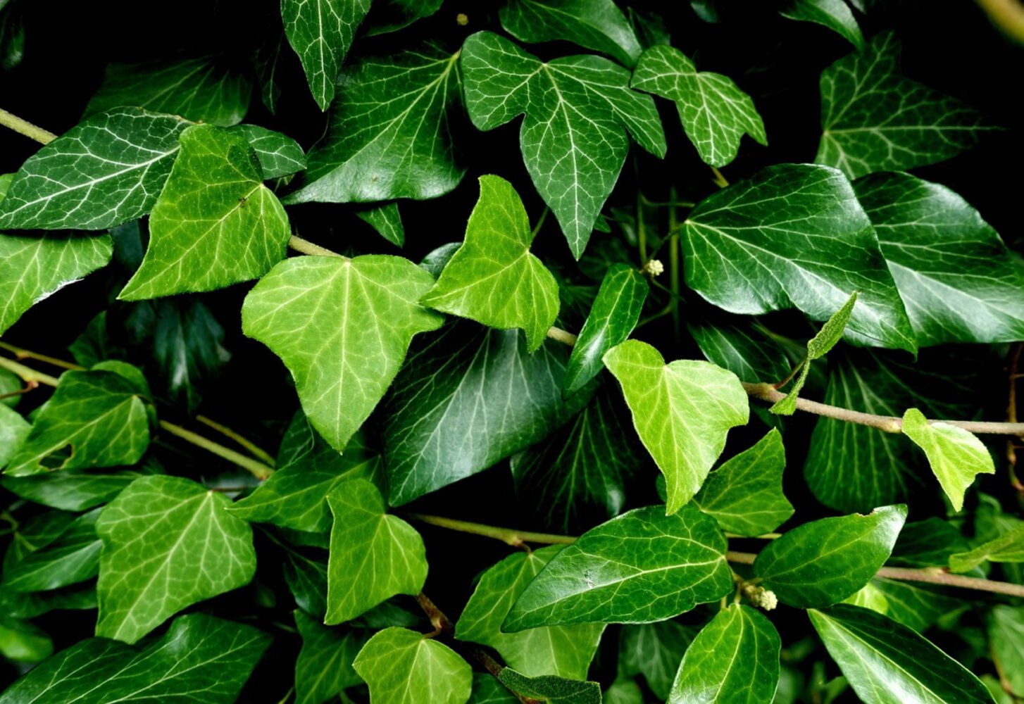 Квітникарі назвали дві популярні рослини, які не можна тримати в будинку