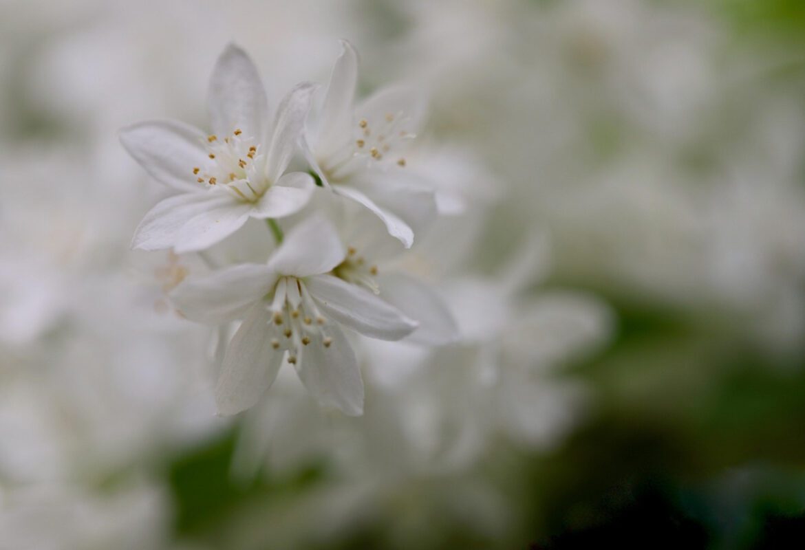 Садівник розповів, що посадити на ділянці у 2025-му