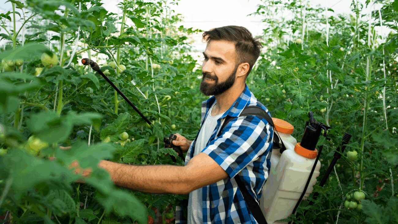 Агрономи пояснили, навіщо підживлювати рослини йодом