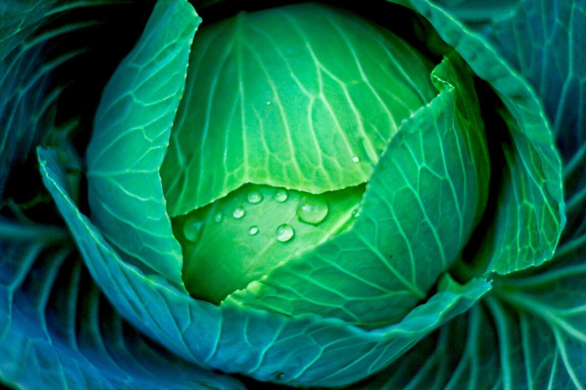 Городники пояснили, які 2 прийоми допоможуть виростити гігантську капусту