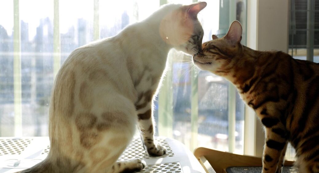 Ось як виглядають 5 найдорожчих кішок у світі: за одного можна віддати навіть 100 тисяч гривень 