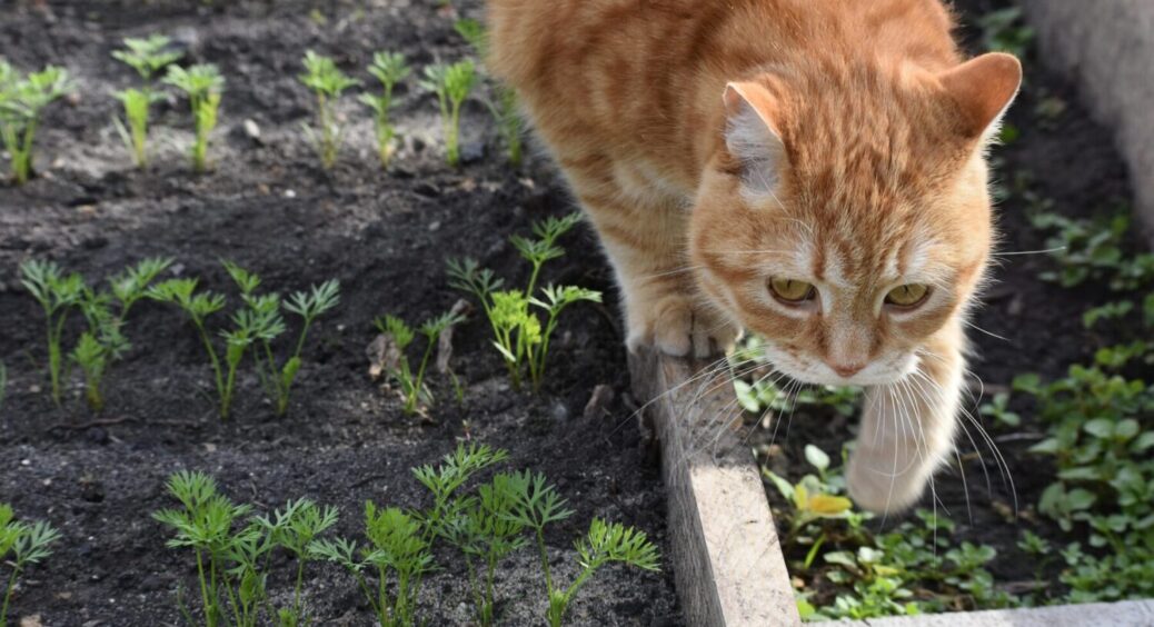 Навесні копаємо з розумом: 2 секрети підготовки грядок від дачників з великим досвідом 