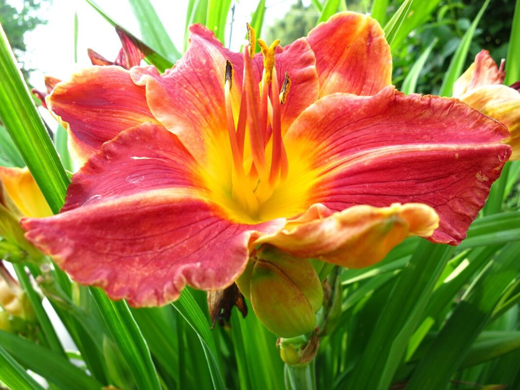 Садівники пояснили, які підживки сприяють шикарному цвітінню квітів