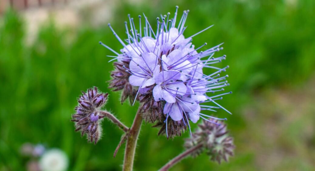 1 рослина здатна замінити коровʼяк та покращити структуру ґрунту: цей сидерат – просто казка 