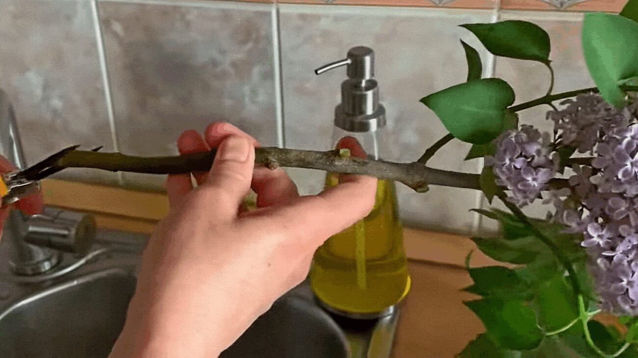 Флористи порадили, як зберегти бузок свіжим у вазі на кілька тижнів