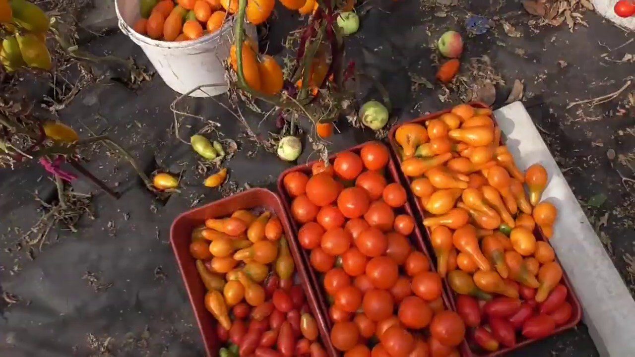 Сорт томатів перцевидний жовтий