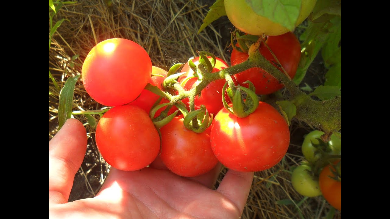 Сорт томатів Санька Агроном
