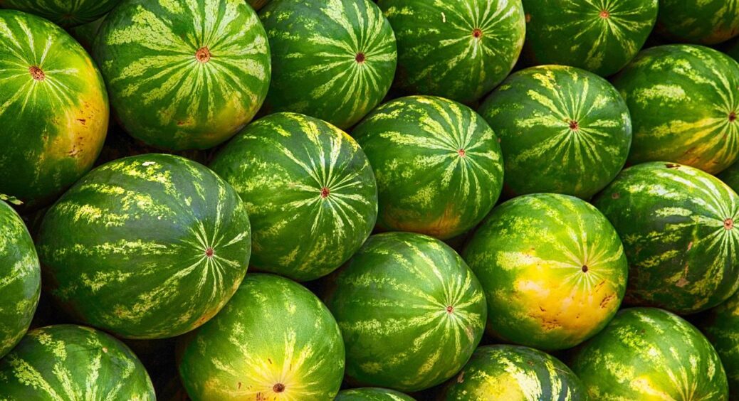 Ідеальна розсада кавунів за 5 кроків: врожай 2025 буде солодким, соковитим і рясним 