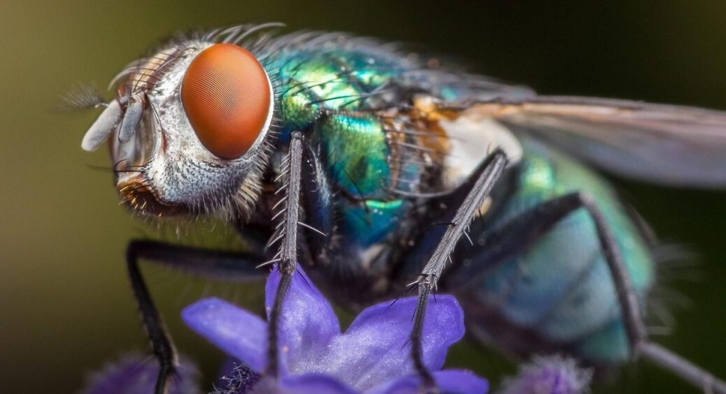 Мега-лайфхак із холодильника: 1 продукт, який прожене і слимаків, і мух з дачної ділянки 