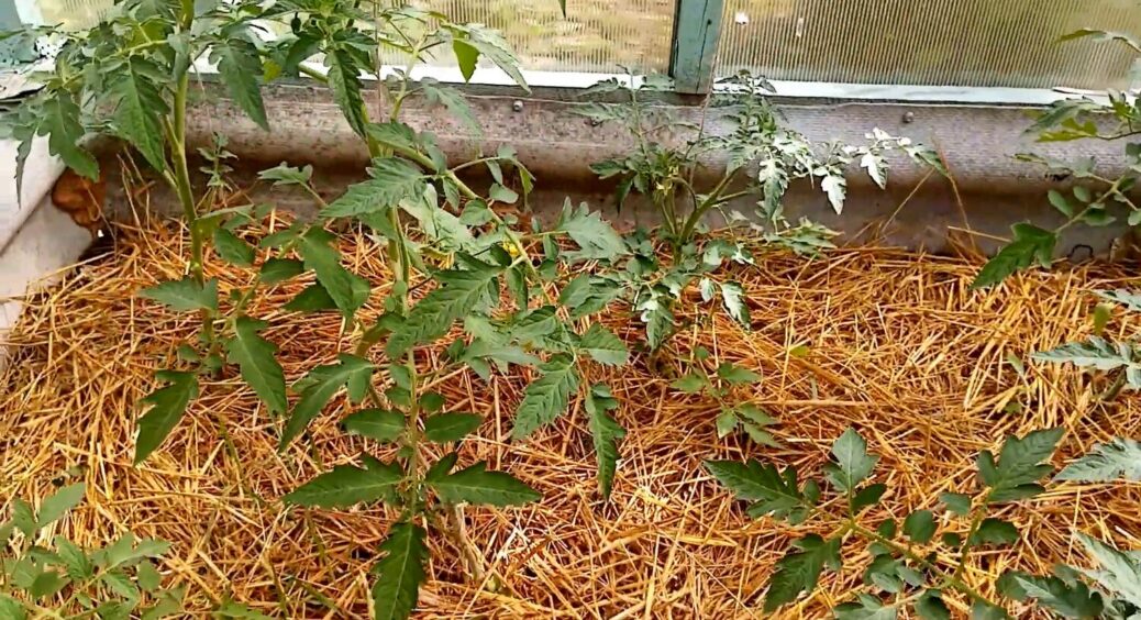 Солома під помідорами та перцями: 4 причини використання мульчі та 1 застереження 