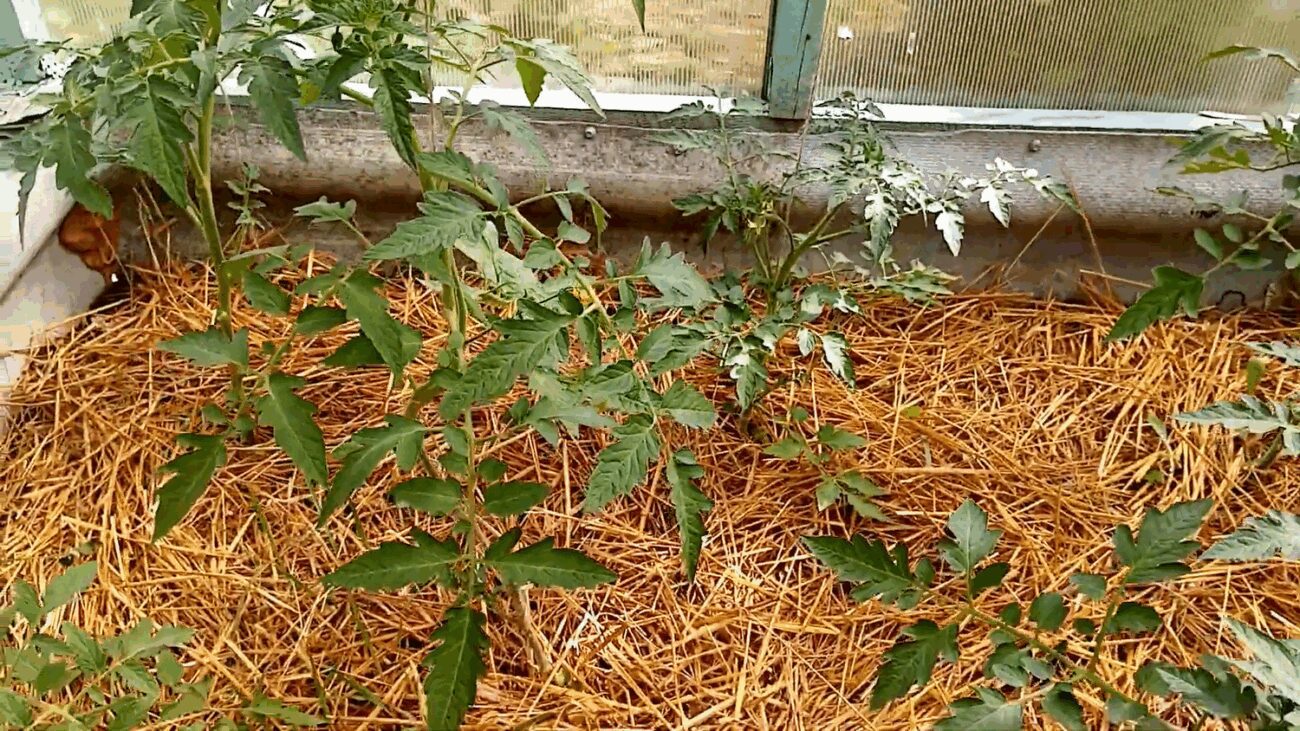 Агроном розповів, де на томатах необхідно прибрати листя 