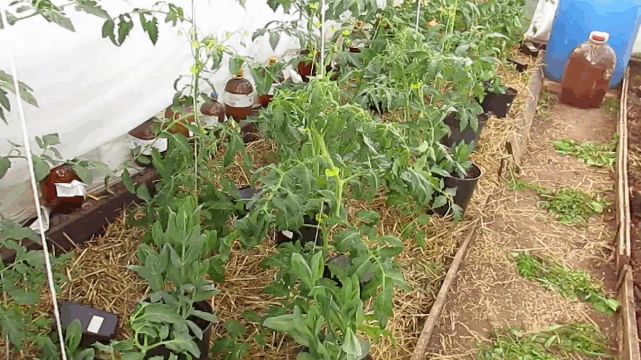 Аграрії пояснили, навіщо мульчувати помідори та перці соломою