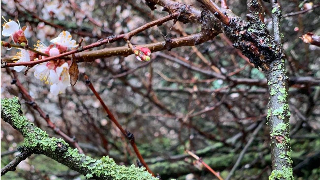 як урятувати сад та город від несподіваних замороз