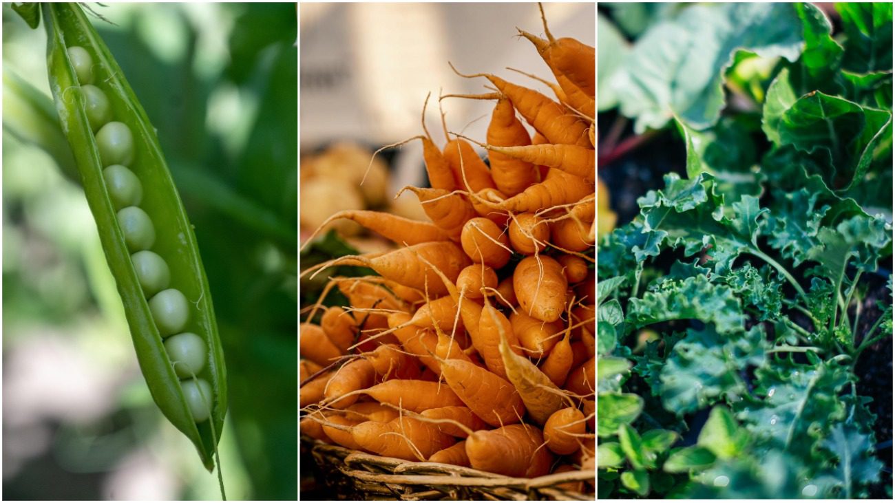 Морква, горох, часник і салат: що поєднує ці культури 