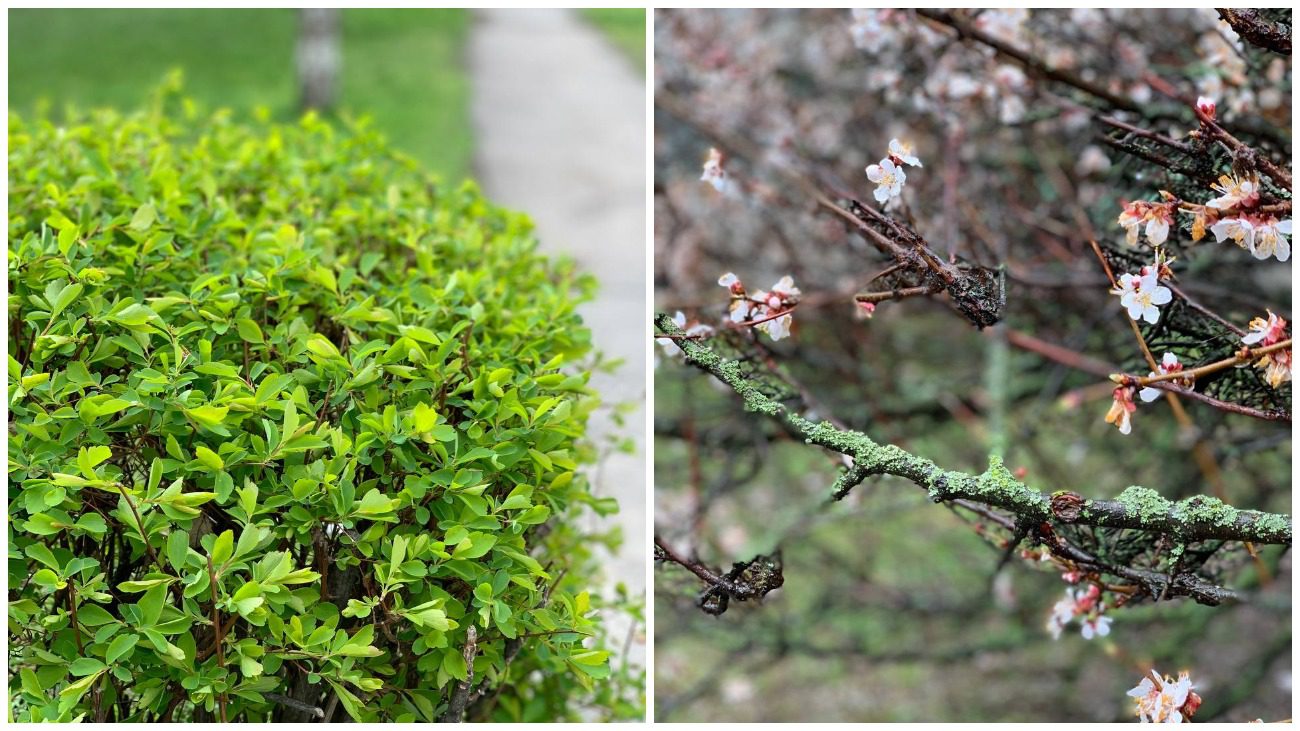 Агрономи порадили, як врятувати дерева від несподіваних заморозків