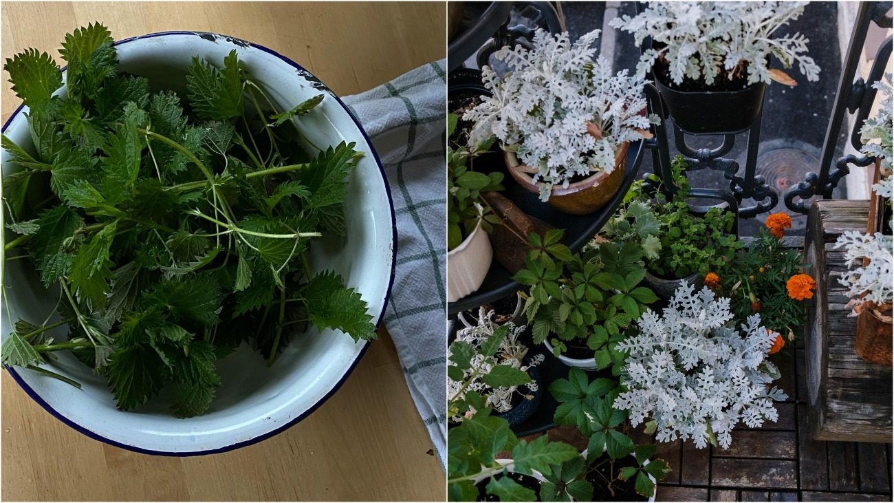 Як приготувати екологічні добрива для всіх рослин