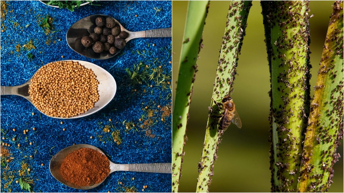 Як використовувати прянощі та спеції від комах-шкідників