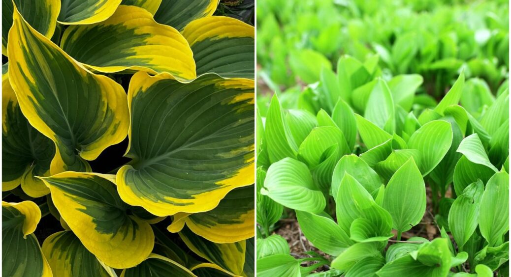 Всього 3 простих секрети: на Полтавщині розповіли, як треба правильно доглядати хости влітку 