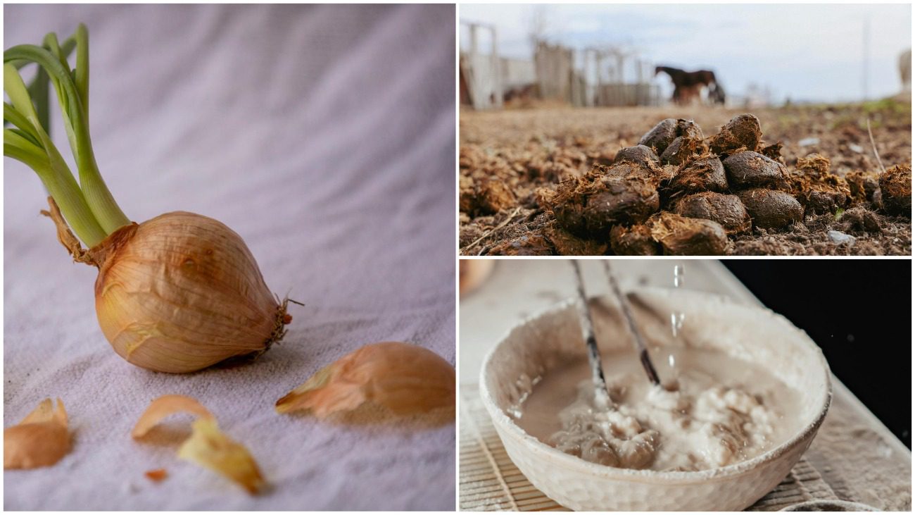 Городники назвали три підживлення, які швидко готуються та діють