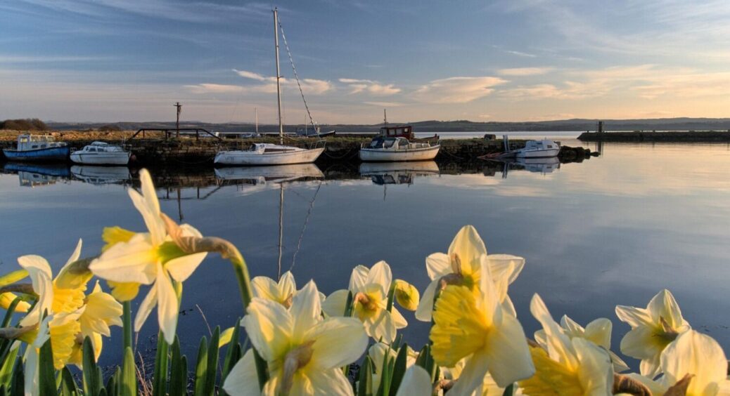 Цей 1 простий прийом “оживив” відцвілі нарциси: будуть радувати красою і наступного року 