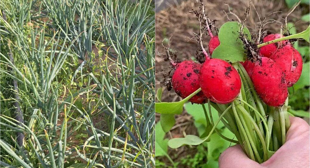 Після часнику та цибулі саджаю тільки ці культури: 5 найкращих рослин для сівозміни 