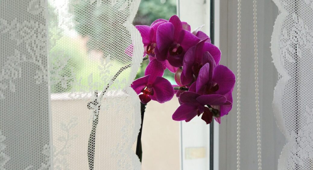 Навіть квола орхідея випустить бутони: 1 продукт, який працює завжди – раз, і пішли квітки 