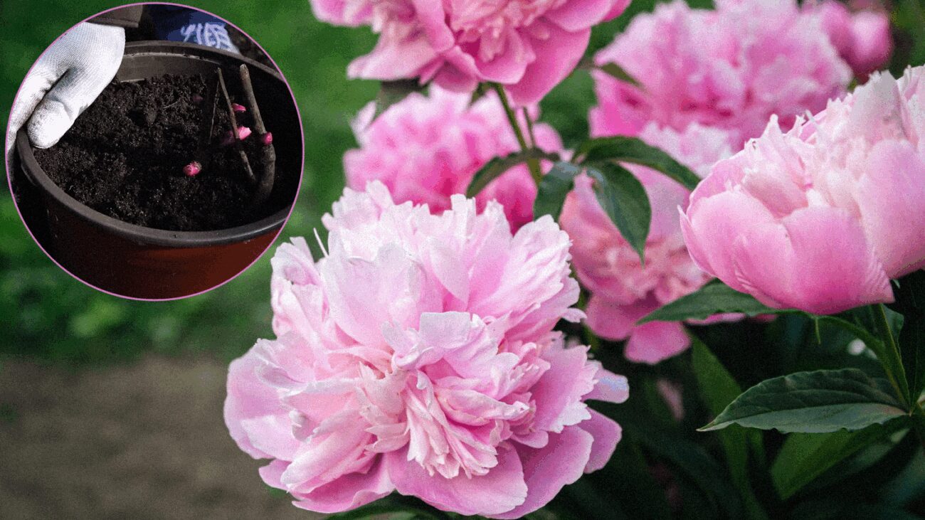 Садівники назвали 5 натуральних добрив для рясного цвітіння півоній