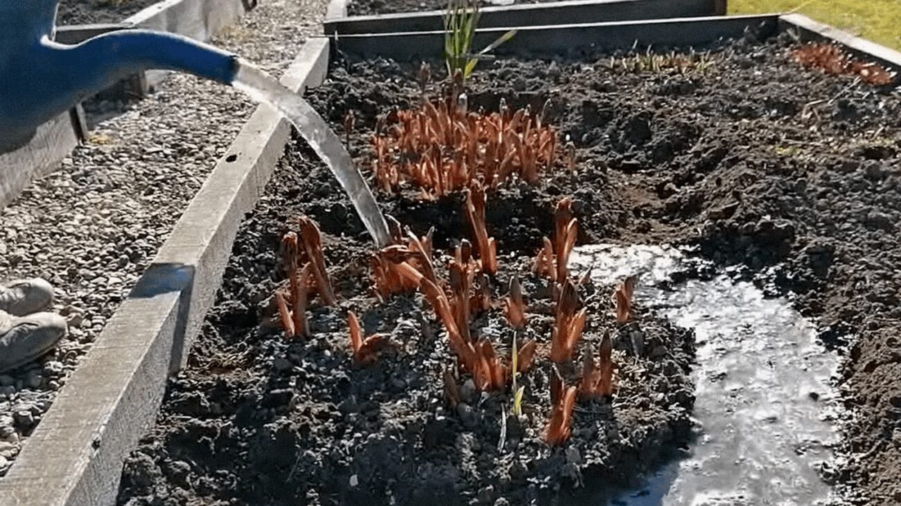 Садівники назвали 5 натуральних добрив для рясного цвітіння півоній