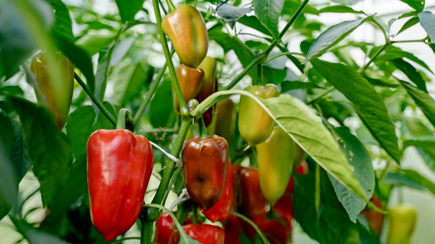 Агрономи назвали два сорти перцю, які найкраще підходять для фарширування. Фото: Pixabay