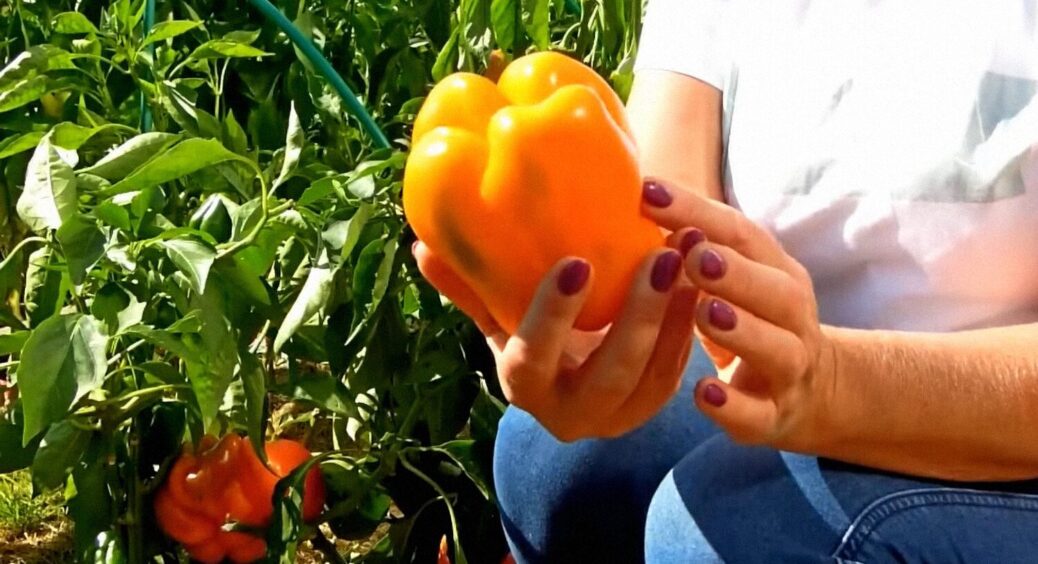 Які сорти болгарського перцю вродять в Україні що у Київській, що у Полтавській областях: їх 4 