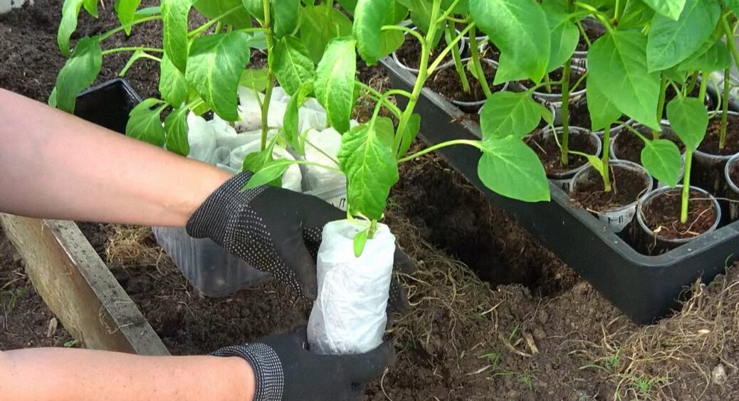 Від часу та схеми посадки залежить все: правила висаджування розсади перцю у 2025 році 