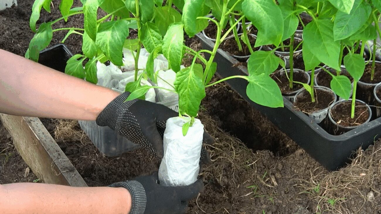 Агрономи пояснили правила висаджування розсади перцю у 2025 році