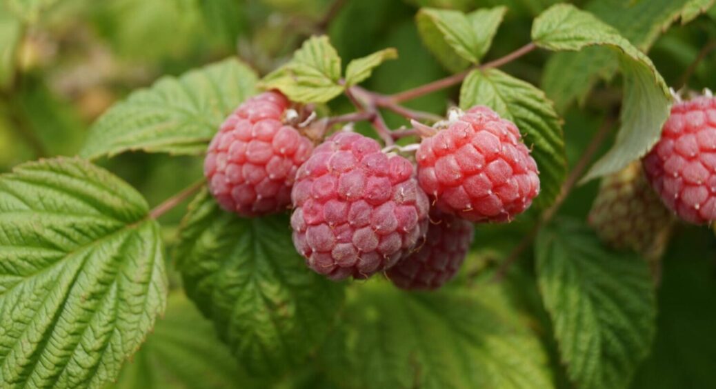 Малина “дуріє” від такої підживки: 1 пакетик на відро води + 3 ложки цукру = море ягід 