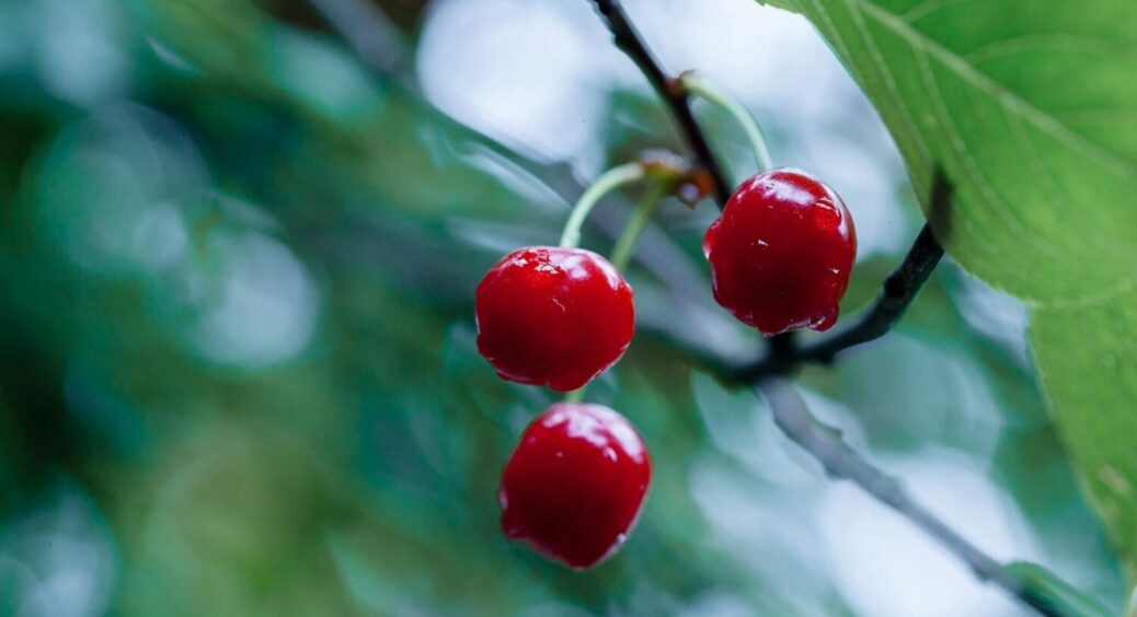 Не вишня, а майже готовий джем: ці 3 сорти ідеально підходять для приготування солоденького 