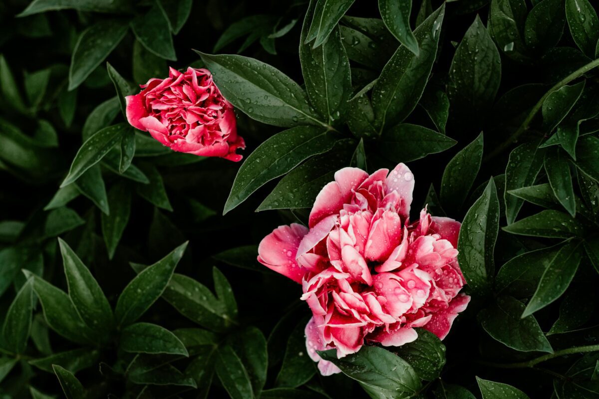 Квітникар розповів, що необхідно знати про пересадку півоній