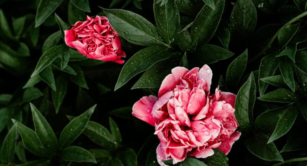 1 обовʼязкова процедура з півоніями взимку – і в 2026-му самі собі скажете “дякую” 