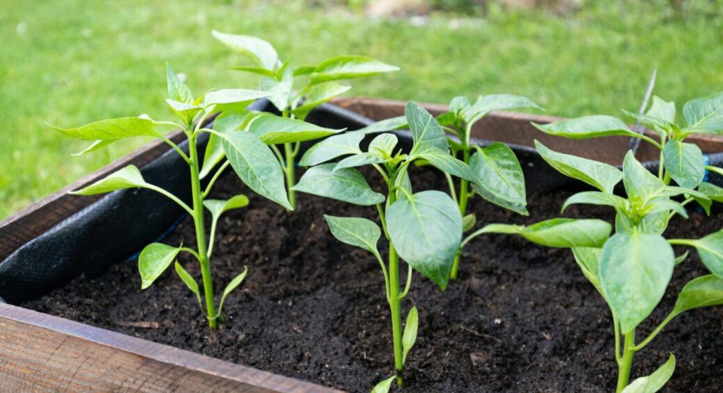 Ніяких “чахликів невмирущих”: як перетворити кволу розсаду в міцну за 3 дні – метод фермерів 