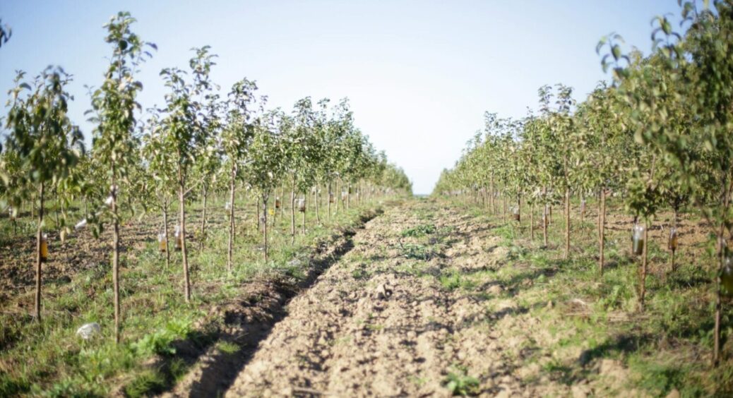Вишня, груша та яблуня: на що варто звернути увагу при виборі саджанців – тоді не буде проблем 