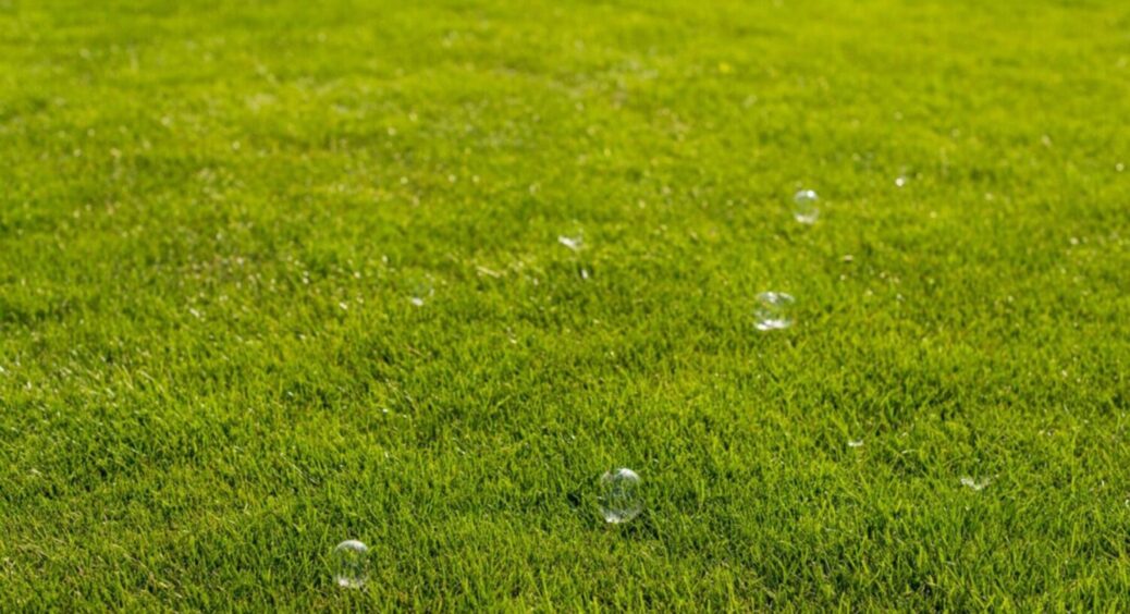 Щоб не косити, сію їх: 5 видів газонних трав, які підійдуть для сами лінивих садівників 