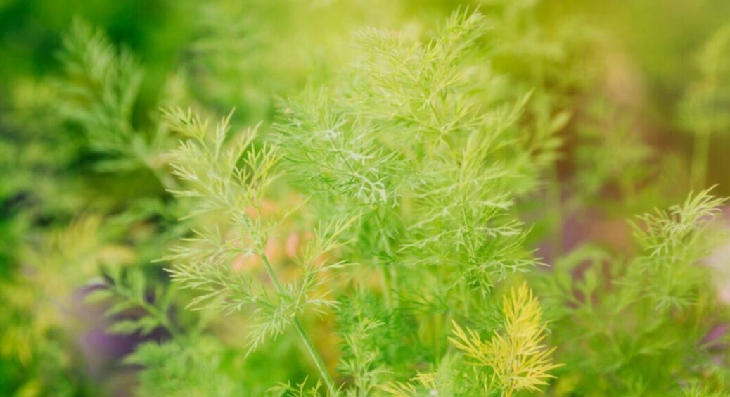 Жовтіє кріп? Не біда! ТОП-5 причин і варіантів, як це виправити – за врожай не переживайте 