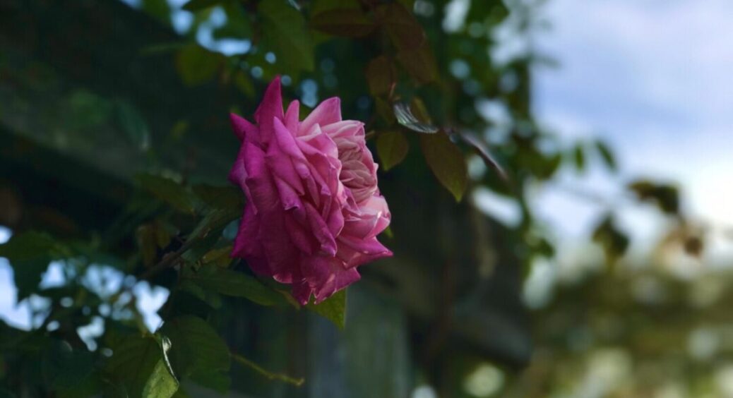 Хоч бери і продавай: ця підживка для троянд стала чемпіоном 2025 – зацвіте весь сад 