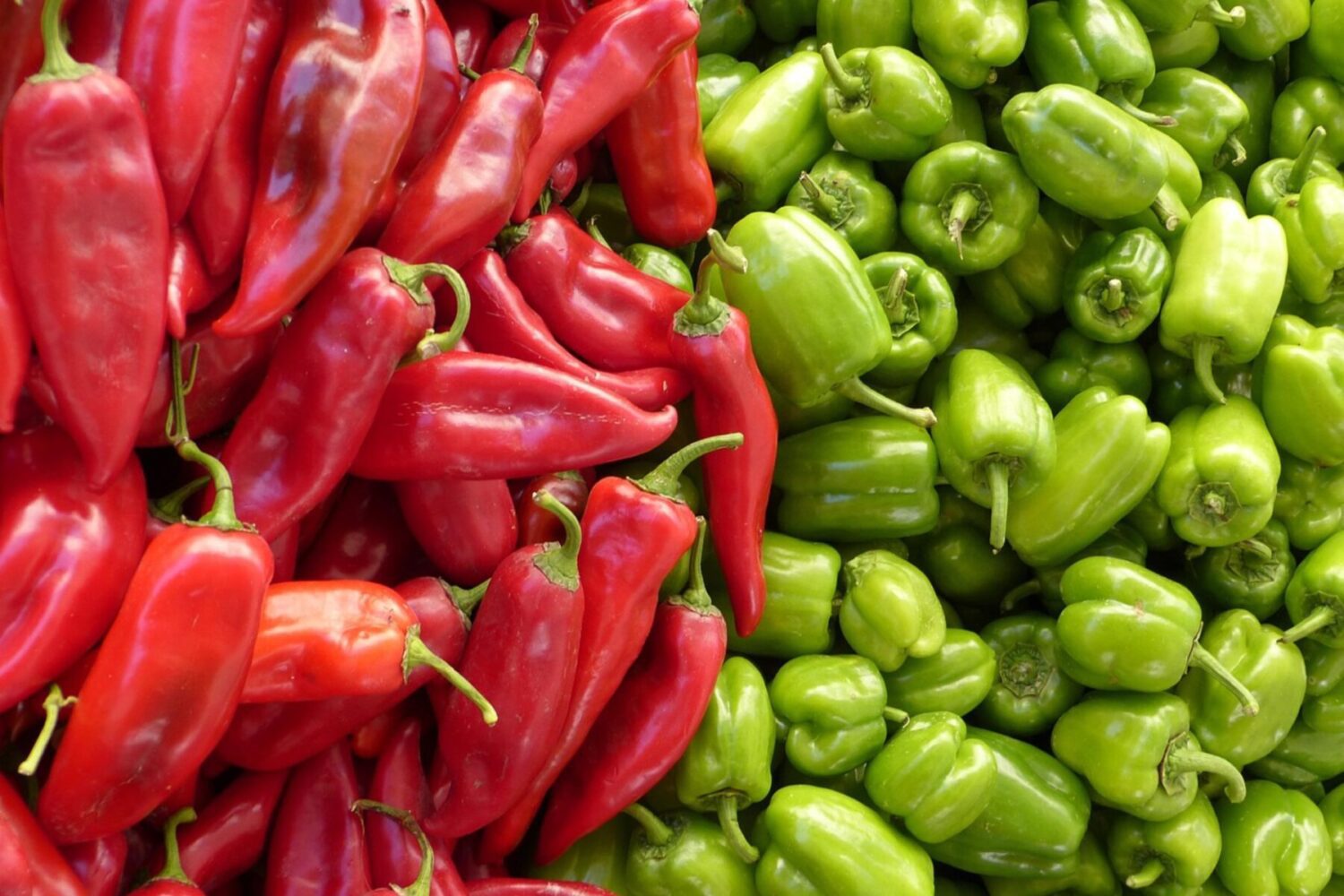 Агрономи розповіли, які сорти перцю стійкі до спеки й холоду – високоврожайні Агрономи розповіли, які сорти перцю стійкі до спеки й холоду – високоврожайні