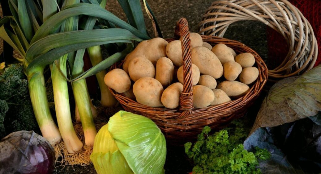 Більше плюсів, ніж мінусів: вирощую картоплю тепер за японським методом – найкращий у 2025 році 