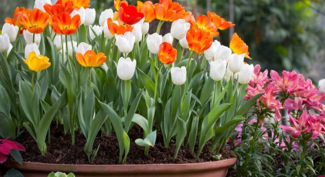 ТОП-5 квітів, які зацвітуть одразу: посадила ці швидкорослі багаторічники і сад як з картинки 