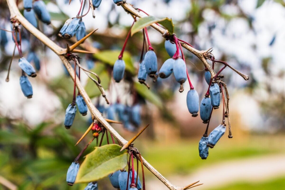 Садівники розповіли, які ягідні кущі треба висадити в квітні