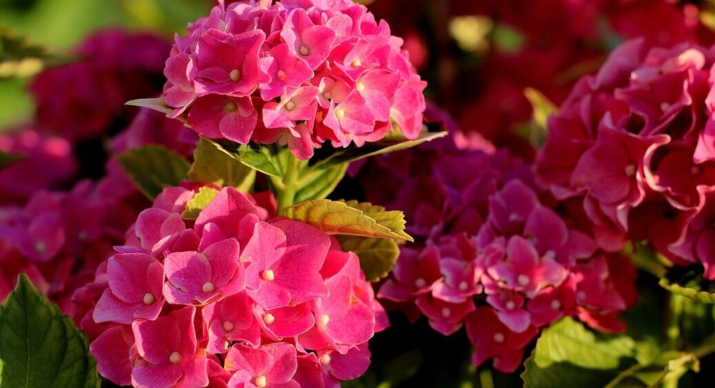 Кращі сусіди для гортензії: 3 рослини, які складуть ідеальну компанію і потоваришують з нею 