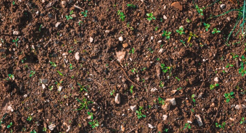 Гвоздика проти попелиці? Цей простий прийом врятує врожай 2025 за раз – зробили і забули 