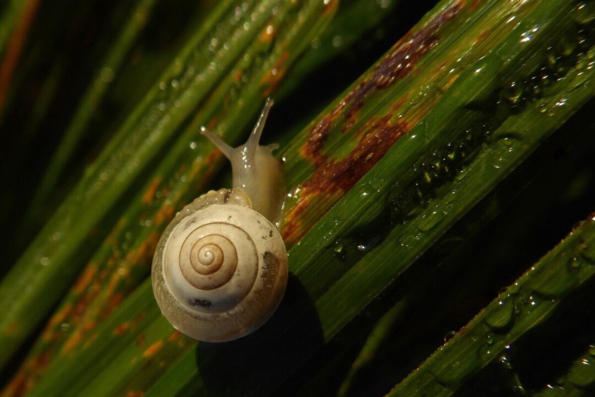 Городники розповіли, як позбутись равликів на городі