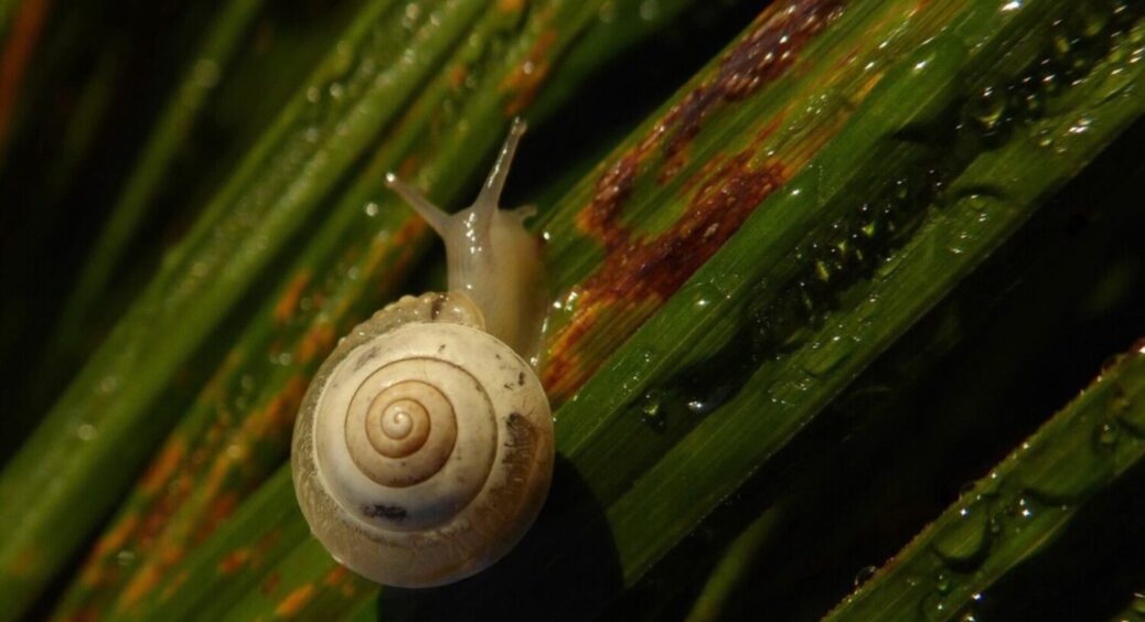 Равлики були, а тепер їх немає: 1 метод і 1 інгредієнт, який прожене цих шкідників з ділянки 