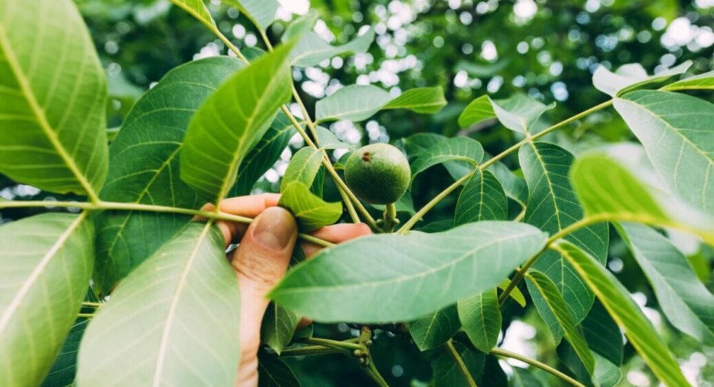 5 причин, чому не можна: що кажуть прикмети про волоський горіх, висаджений біля будинку 